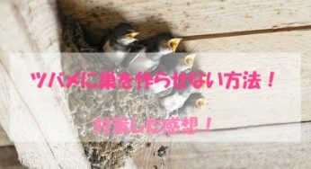 家にあるもので！ツバメに巣を作らせない方法！試した感想や効果的だったものは？